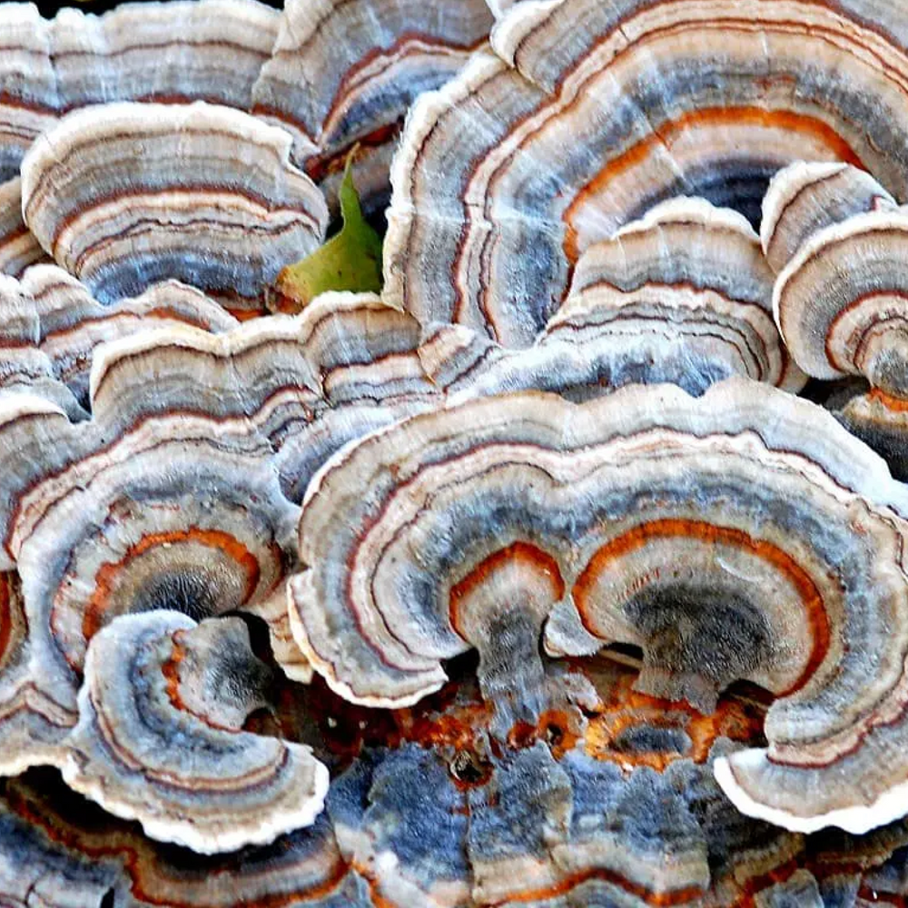 
                  
                    Mushroom Tincture: Immunity (Turkey Tail)
                  
                