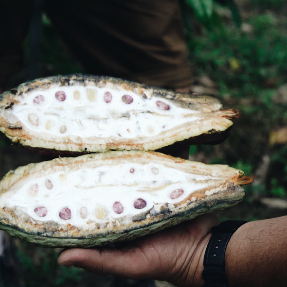 
                  
                    A journey into the Ecuadorian Amazon
                  
                